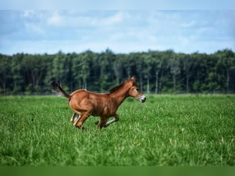 Criollo Blandning Hingst Föl (06/2024) 155 cm Ljusbrun in Volkel