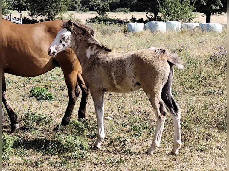 Criollo Hingst Föl (03/2024) Overo-skäck-alla-färger in Signes