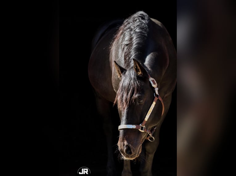 Criollo Hingst Mörkbrun in Oberndorf am Lech