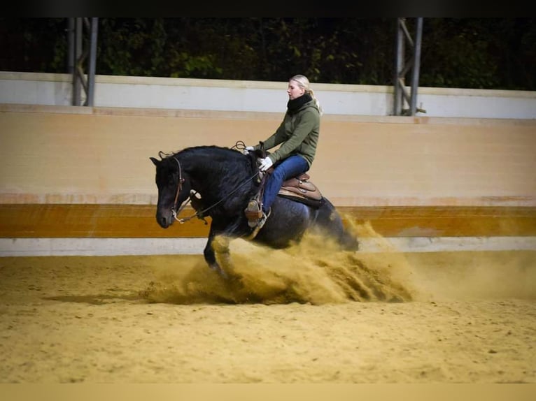 Criollo Hingst Mörkbrun in Oberndorf am Lech