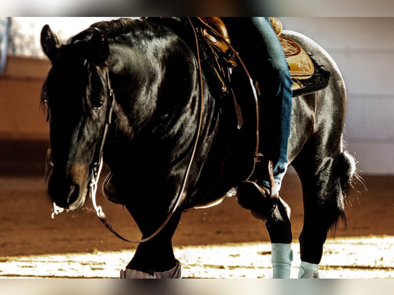 Criollo Hingst Mörkbrun in Oberndorf am Lech