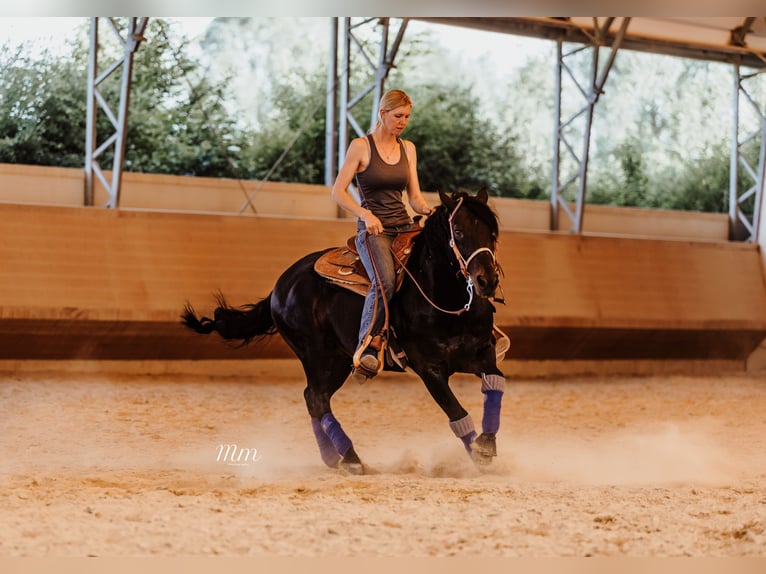 Criollo Hingst Mörkbrun in Oberndorf am Lech