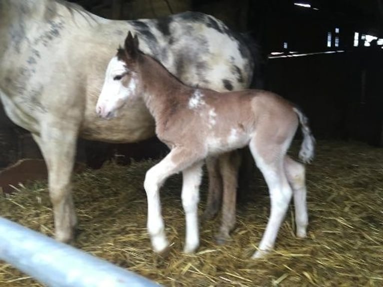 Criollo Hingst Overo-skäck-alla-färger in Sommerkahl