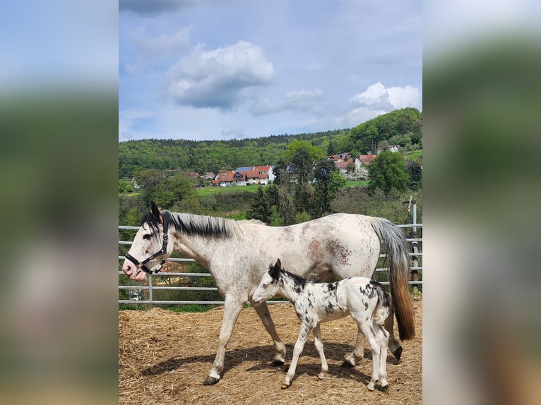 Criollo Hingst Overo-skäck-alla-färger in Sommerkahl