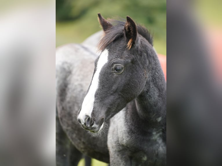 Criollo Hingst Overo-skäck-alla-färger in Sommerkahl