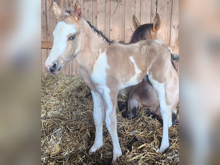 Criollo Hingst Overo-skäck-alla-färger in Sommerkahl