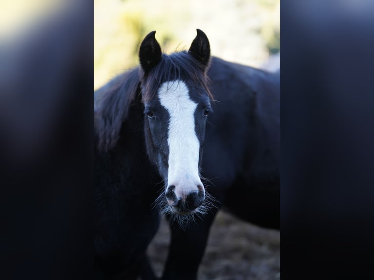 Criollo Hingst Overo-skäck-alla-färger in Sommerkahl