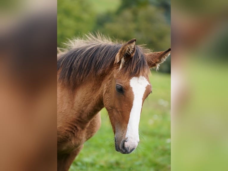 Criollo Hingst Overo-skäck-alla-färger in Sommerkahl