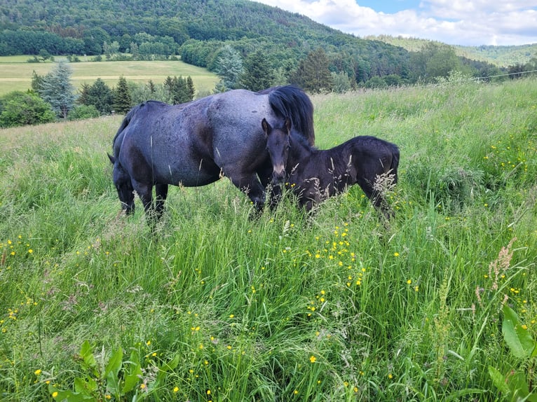 Criollo Hingst Overo-skäck-alla-färger in Sommerkahl