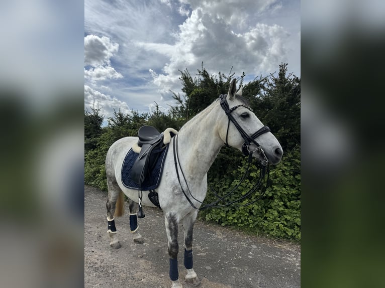 Criollo Hongre 11 Ans 146 cm Gris pommelé in Bad Soden-Salm&#xFC;nster