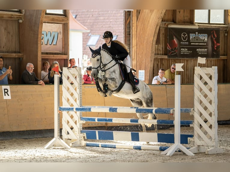 Criollo Hongre 11 Ans 146 cm Gris pommelé in Bad Soden-Salm&#xFC;nster