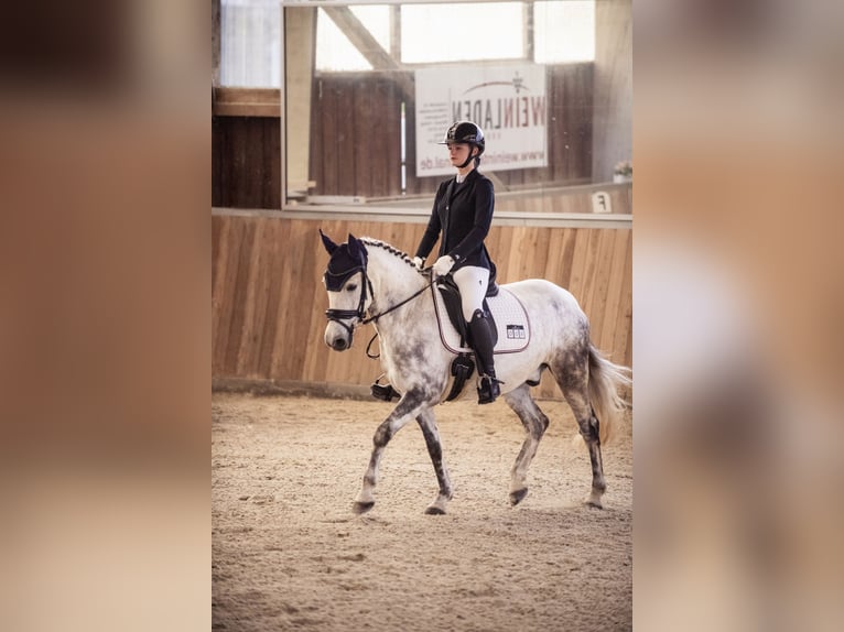 Criollo Hongre 11 Ans 146 cm Gris pommelé in Bad Soden-Salm&#xFC;nster