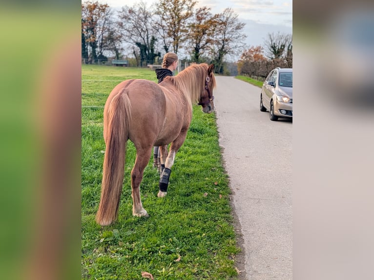 Criollo Croisé Hongre 3 Ans 144 cm Alezan dun in Kressbronn am Bodensee