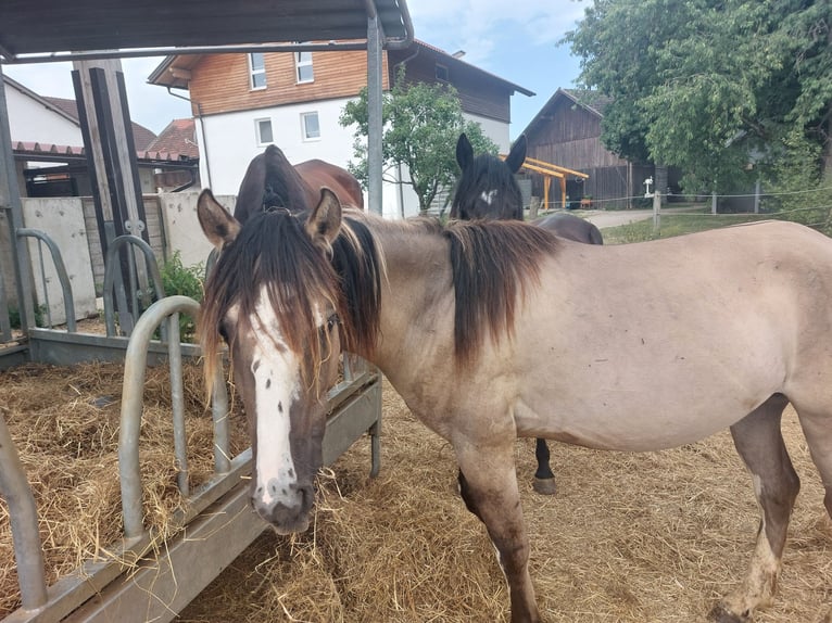 Criollo Hongre 3 Ans 144 cm Grullo in Neukirchen an der Enknach
