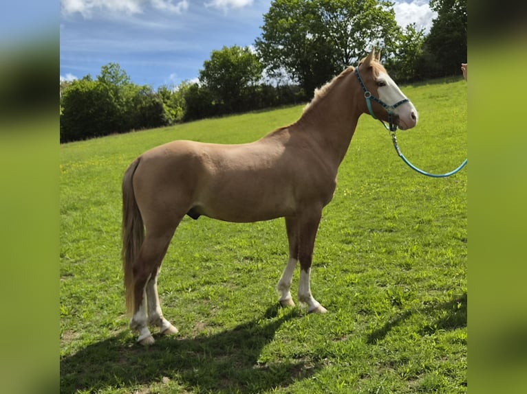 Criollo Hongre 3 Ans 145 cm Alezan in Michelstadt