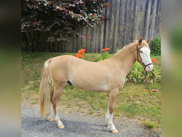 Criollo Hongre 3 Ans 145 cm Alezan in Michelstadt