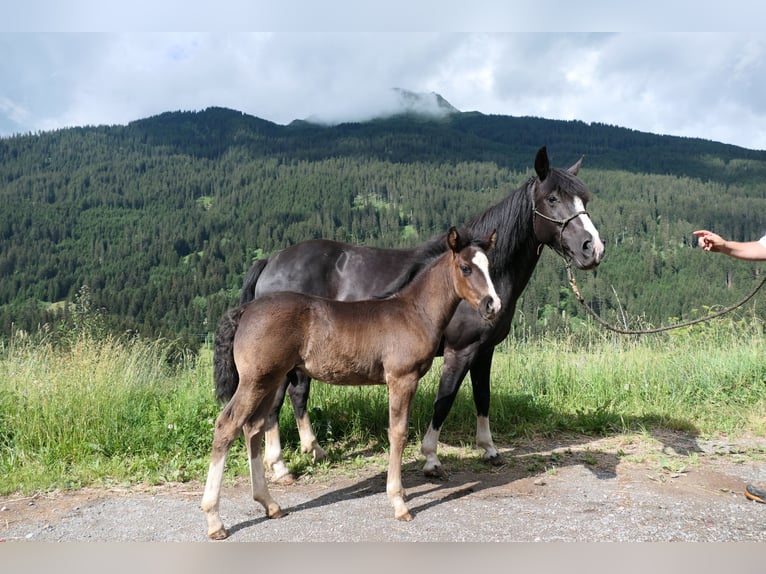 Criollo Hongre 3 Ans Pinto in Tinizong