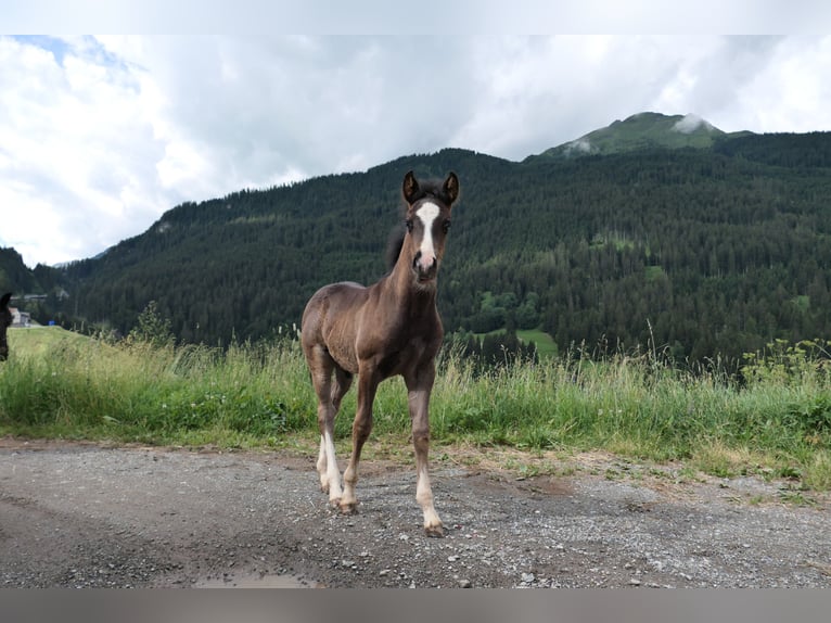 Criollo Hongre 3 Ans Pinto in Tinizong