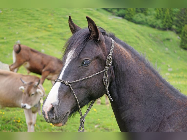 Criollo Hongre 3 Ans Pinto in Tinizong