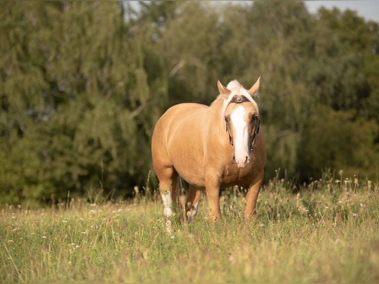 Criollo Hongre 5 Ans 142 cm Cremello in Bruchsal