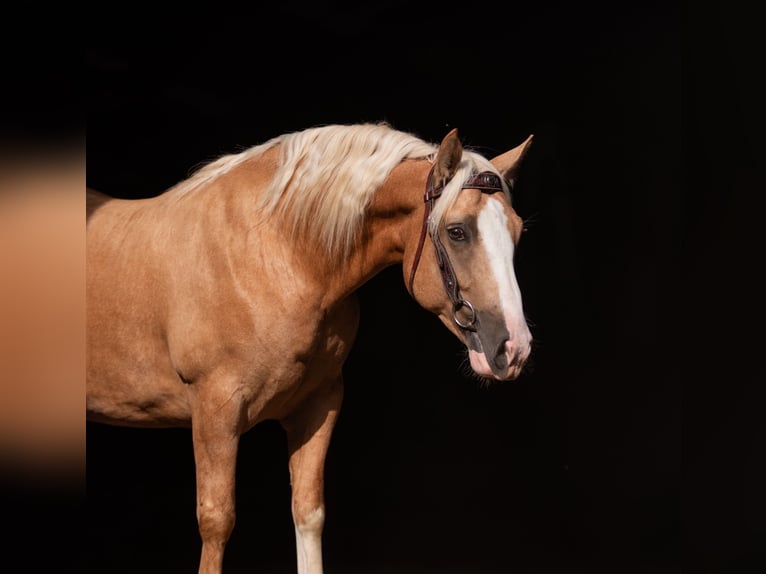 Criollo Hongre 5 Ans 144 cm Cremello in Bruchsal