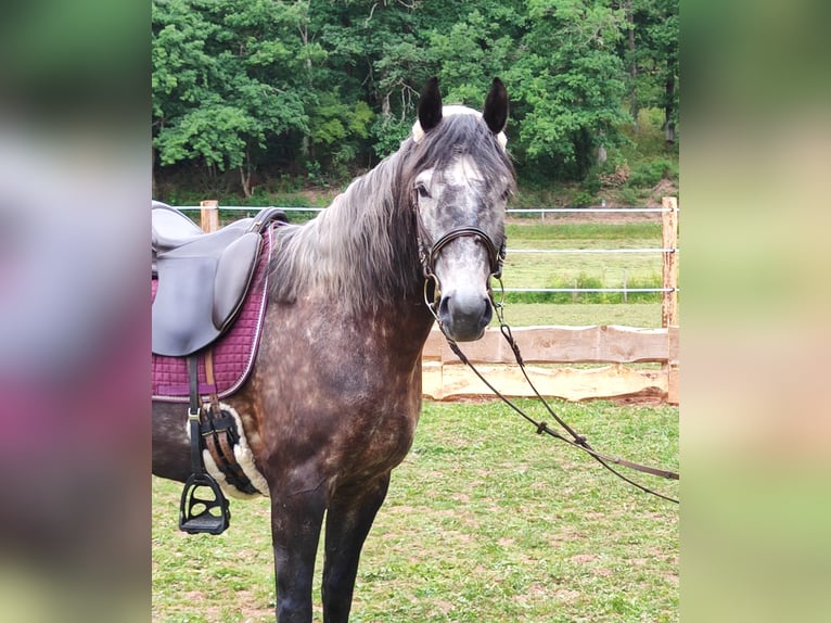 Criollo Croisé Hongre 5 Ans 155 cm Gris noir in Hundsbach