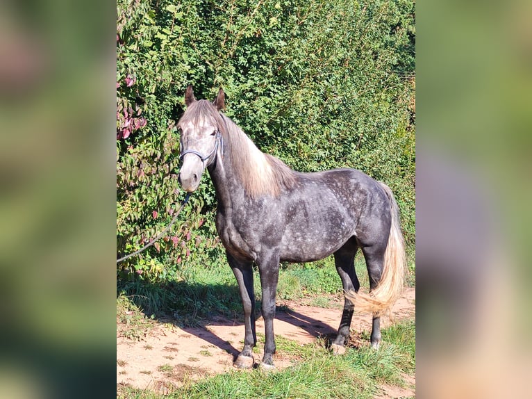 Criollo Croisé Hongre 5 Ans 155 cm Gris noir in Hundsbach