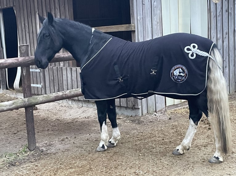 Criollo Hongre 6 Ans 145 cm Noir in Mönchengladbach