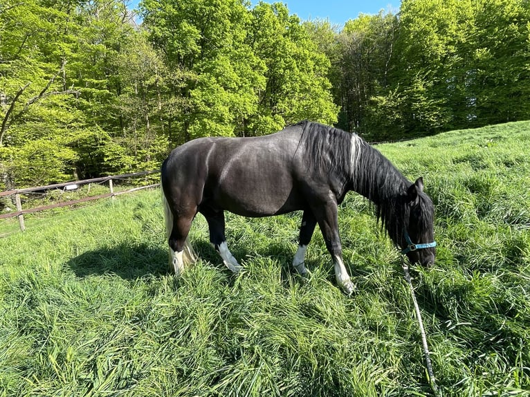 Criollo Hongre 6 Ans 145 cm Noir in Mönchengladbach