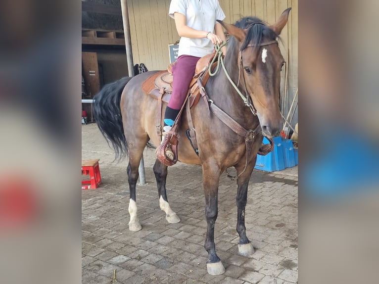 Criollo Croisé Hongre 7 Ans 153 cm Bai in Neumarkt-Sankt Veit