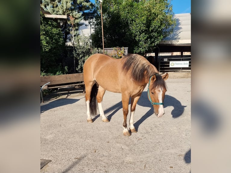 Criollo Hongre 8 Ans 145 cm Dunalino in Villafranca di Verona