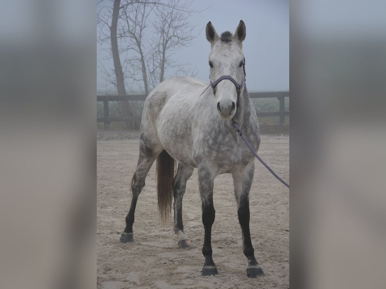 Criollo Croisé Hongre 8 Ans 156 cm Gris in Veigy-Foncenex