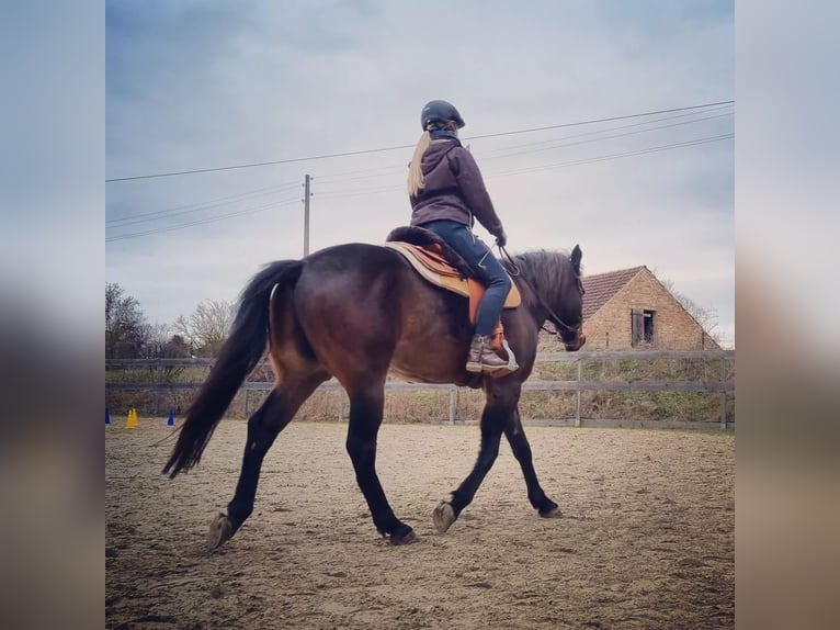 Criollo Croisé Hongre 8 Ans 158 cm Bai brun foncé in Altenburg