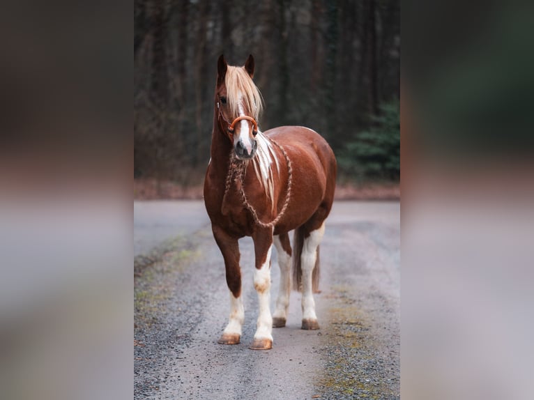 Criollo Croisé Hongre 9 Ans 150 cm Pinto in Hoogmade