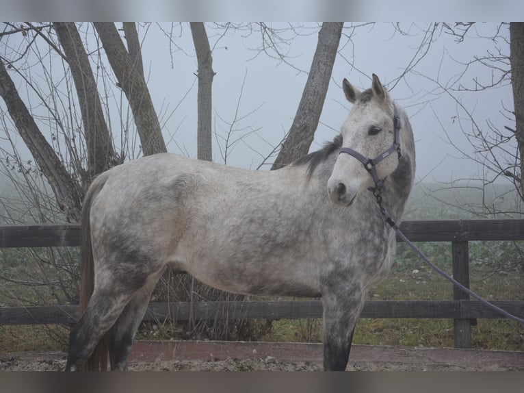 Criollo Croisé Hongre 9 Ans 156 cm Gris in Veigy-Foncenex