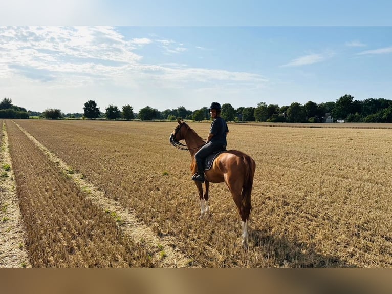 Criollo Croisé Hongre 9 Ans 164 cm Alezan in Hamburg