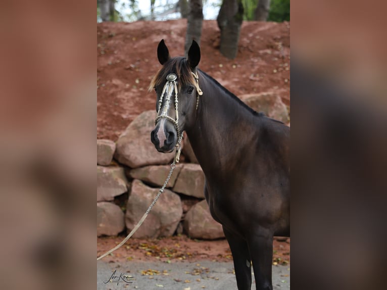 Criollo Jument 11 Ans 148 cm Buckskin in Heimbuchenthal