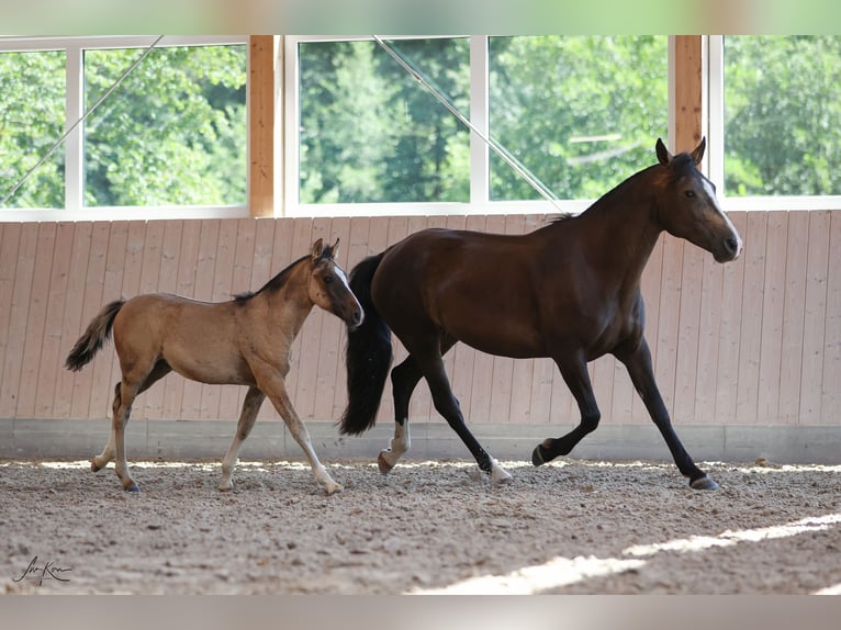 Criollo Jument 11 Ans 148 cm Buckskin in Heimbuchenthal