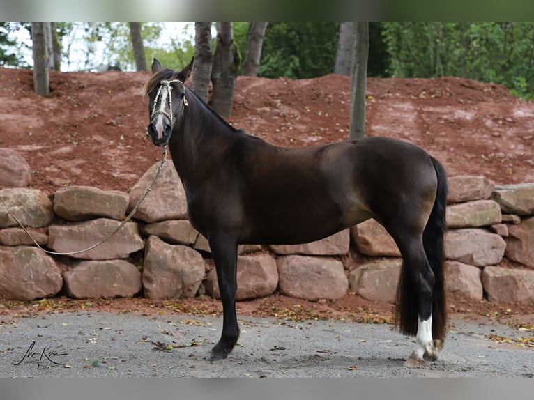 Criollo Jument 11 Ans 148 cm Buckskin in Heimbuchenthal