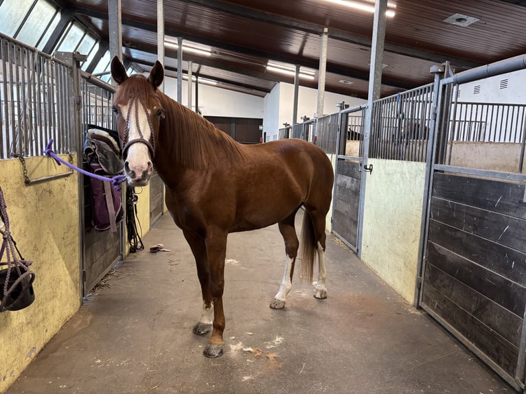Criollo Croisé Jument 12 Ans 152 cm Alezan in Düsseldorf