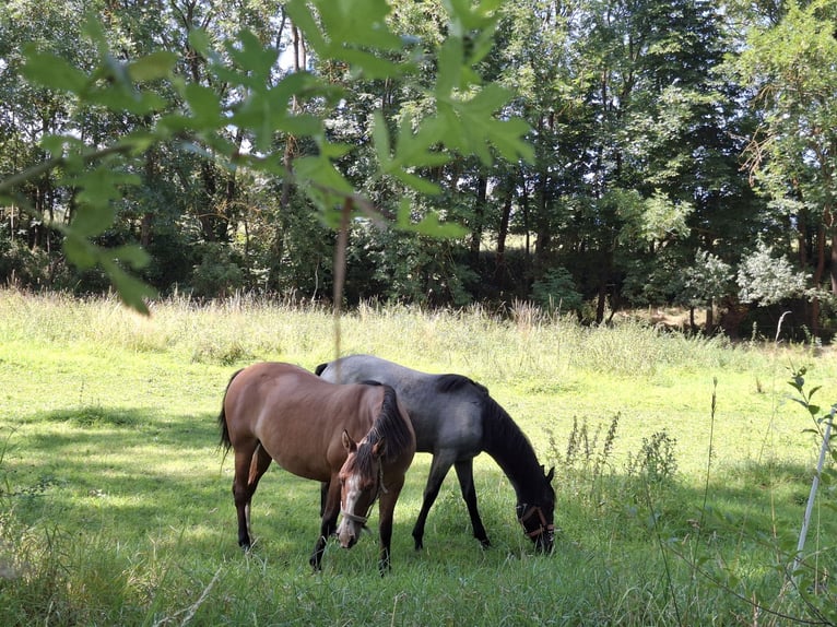 Criollo Jument 13 Ans 145 cm Isabelle in Greußen