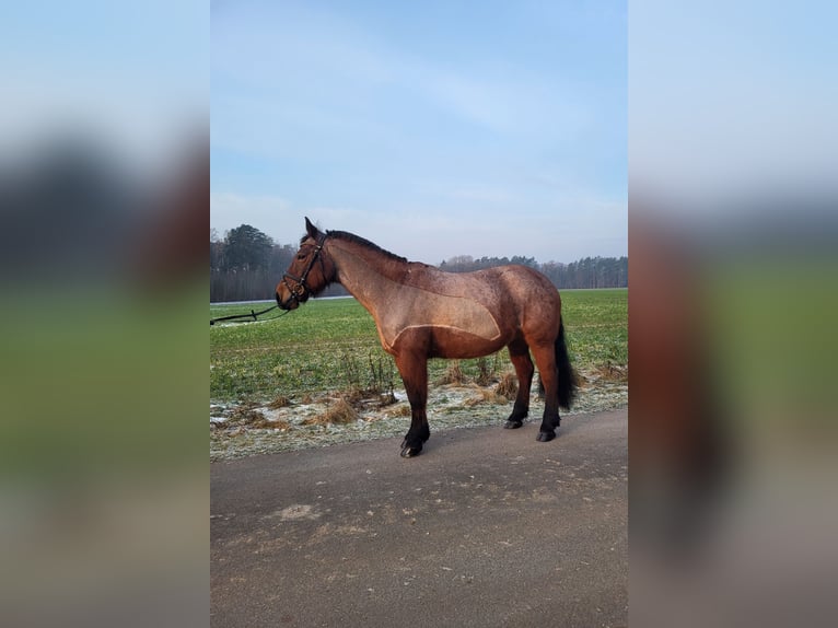 Criollo Croisé Jument 15 Ans 155 cm Rouan Rouge in Soltau