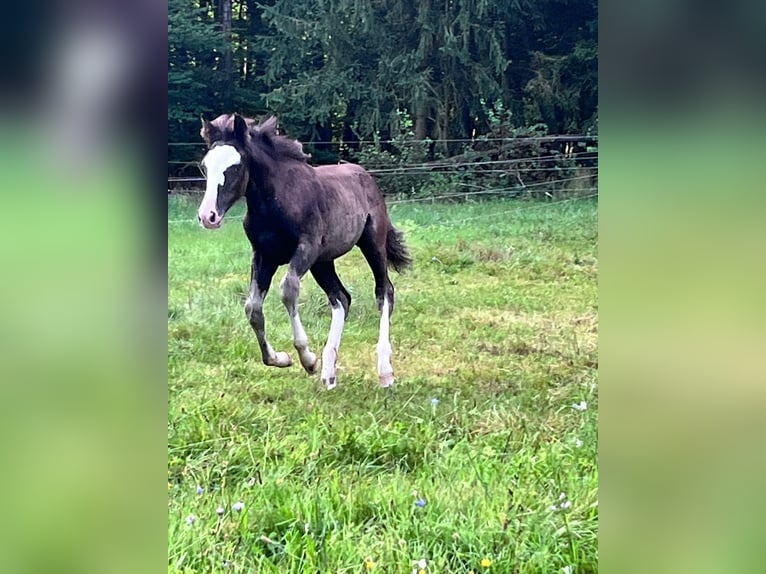 Criollo Jument 16 Ans 148 cm Noir in Sommerkahl