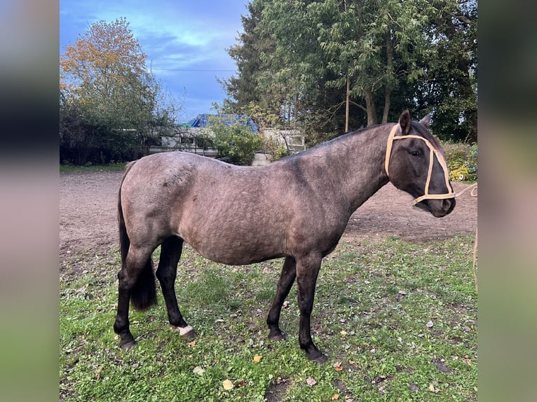 Criollo Jument 18 Ans 147 cm Grullo in Brünzow