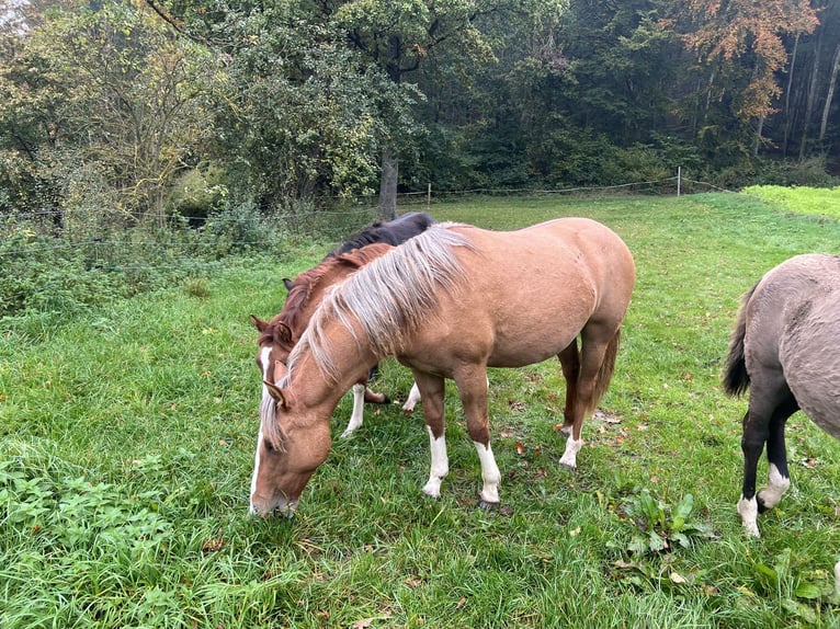 Criollo Jument 1 Année 142 cm Alezan dun in Mengen