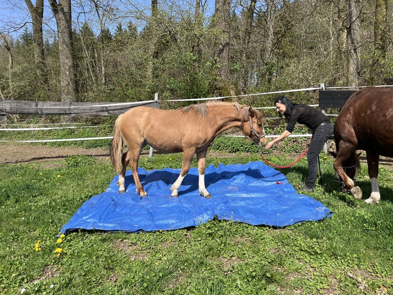 Criollo Jument 1 Année 142 cm Alezan dun in Mengen