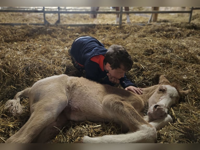 Criollo Jument 1 Année 147 cm Isabelle in Michelstadt