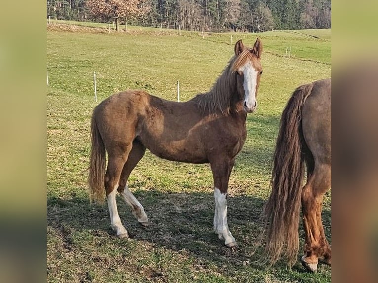 Criollo Jument 1 Année 147 cm Isabelle in Michelstadt