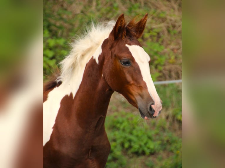 Criollo Croisé Jument 1 Année 150 cm Pinto in Haigerloch