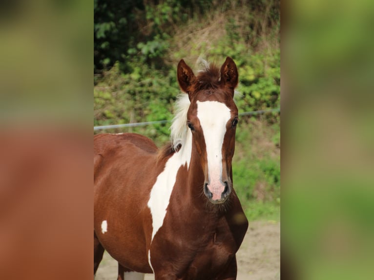 Criollo Croisé Jument 1 Année 150 cm Pinto in Haigerloch